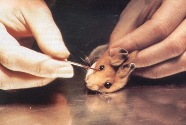 Animal testing ban in India